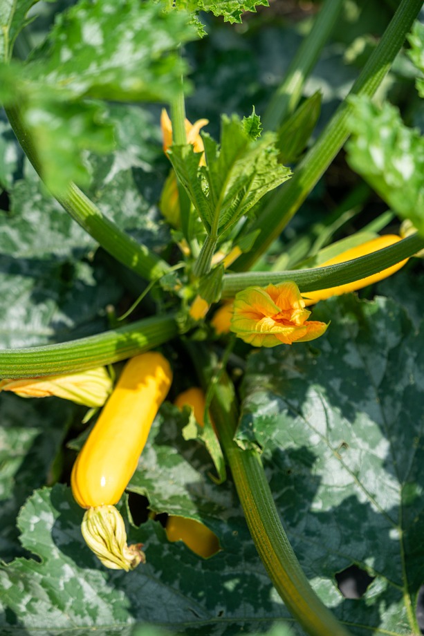 Miejska Farma Wrocławia